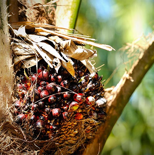 home mspo malaysia sustainable palm oil 03