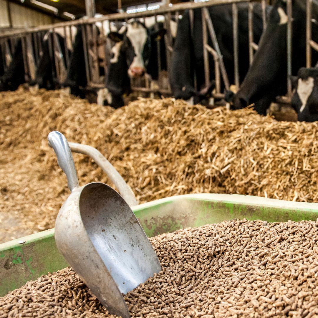 GMP+FSA Feed Safety Assurance Internal Audit Preview