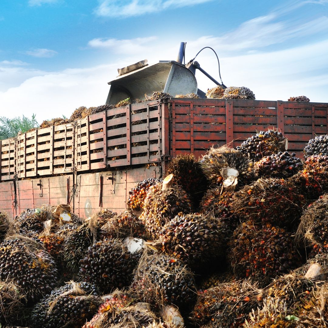 Malaysia Sustainable Palm Oil Awareness Preview