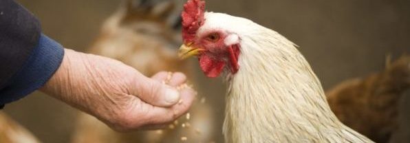 Management of animal feed safety in the USA