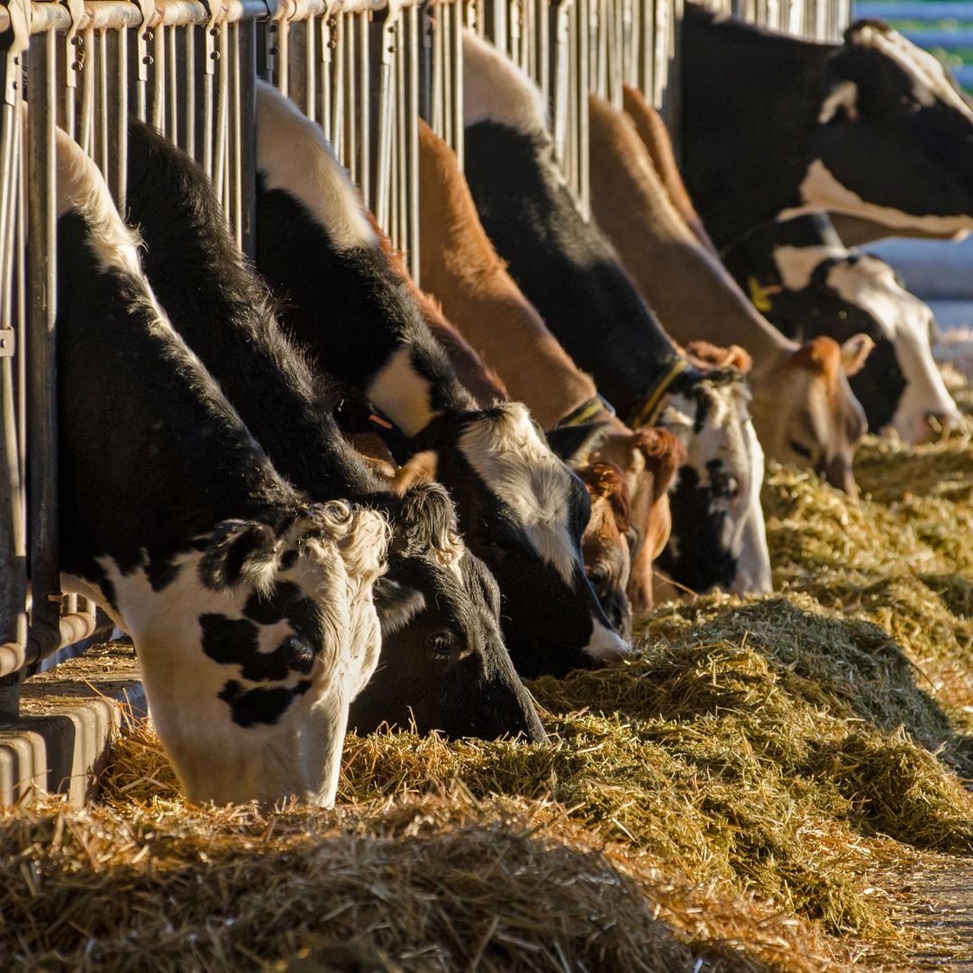 Home FAMI-QS & GMP+ Feed Safety Management System (Animal Feed)